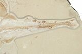 Cretaceous Ray (Rhombopterygia) Fossil With Fish & Shrimp #201862-4